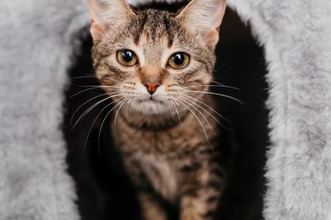 В дар кошку. Полосатый котенок Веста в добрые руки. Фото2