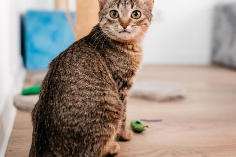 В дар кошку. Полосатый котенок Веста в добрые руки. Фото3