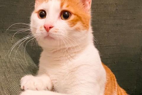 В дар кошку. Рыжий кот, молодой Рыжун в добрые руки. Фото1