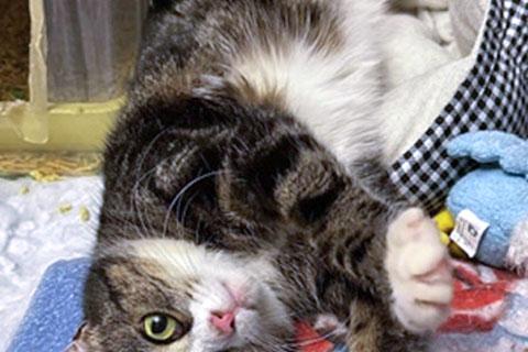 В дар кошку. Мусенька Уютнова, нежная домашняя полосатая кошечка в добрые руки. Фото4