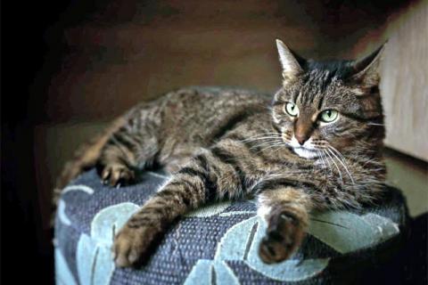 В дар кошку. Домашняя кошечка Рыся ищет новый дом. Фото4