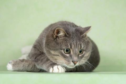 В дар кошку. Очаровательный щекастик Дзюба ищет дом. Фото4