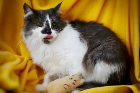 В дар кошку. Пушистая кошка Сашенька в добрые руки. Фото4