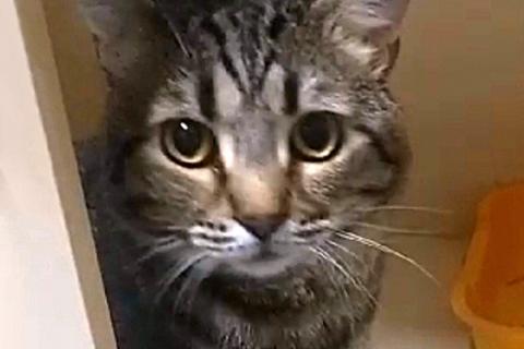 В дар кошку. Молодой полосатый котик Васенька ищет дом и доброе сердце. Фото3