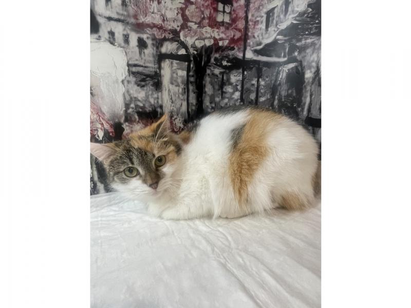 В дар кошку