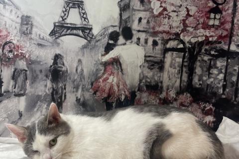 В дар кошку. Одноглазый котенок Базилик — никто не хочет взять его домой. Фото2