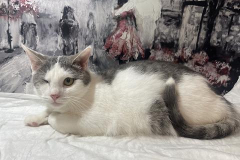 В дар кошку. Одноглазый котенок Базилик — никто не хочет взять его домой. Фото4