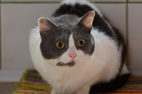 В дар кошку. Ласковая ручная кошка Любаша в добрые руки. Фото3