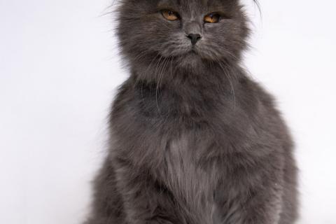 В дар кошку. Пушистая спокойная кошка Мелисса в добрые руки. Фото3