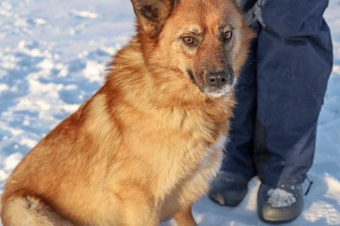 В дар собаку. Очаровательная лисичка Умка, молодая некрупная собачка в добрые р. Фото2