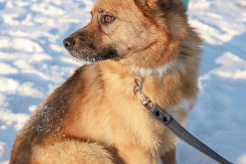 В дар собаку. Очаровательная лисичка Умка, молодая некрупная собачка в добрые р. Фото3