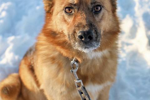 В дар собаку. Очаровательная лисичка Умка, молодая некрупная собачка в добрые р. Фото4