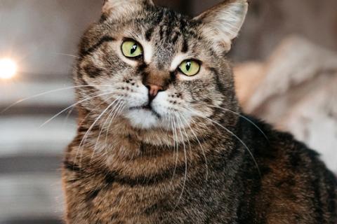 В дар кошку. Ручная ласковая кошка Музыка с кисточками на ушах в добрые руки. Фото1