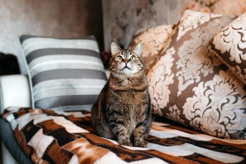 В дар кошку. Ручная ласковая кошка Музыка с кисточками на ушах в добрые руки. Фото3