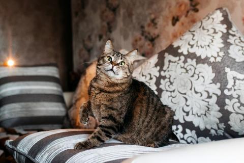 В дар кошку. Ручная ласковая кошка Музыка с кисточками на ушах в добрые руки. Фото4