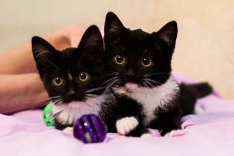 В дар кошку. Маркизные ласковые котята в добрые руки. Фото3