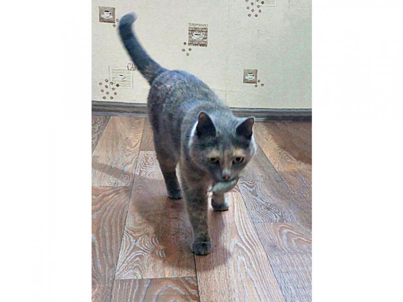 В дар кошку