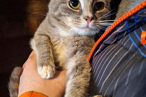 В дар кошку. Ласковый и нежный молодой котик Толик в добрые руки. Фото2