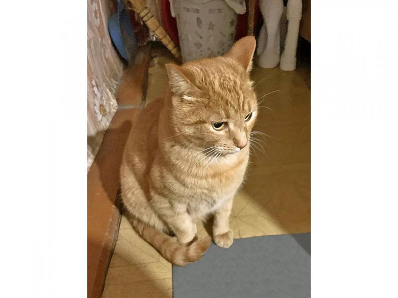 В дар кошку