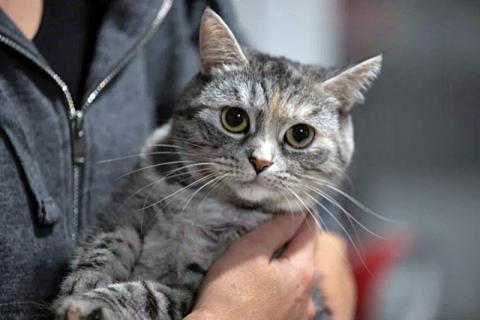 В дар кошку. Добрая домашняя кошечка Дымка, метис шотландской кошки в дар. Фото1