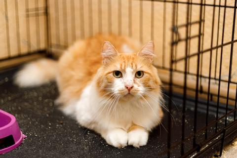 В дар кошку. Самый ласковый в мире молодой котик Рон ищет дом и доброе сердце. Фото1