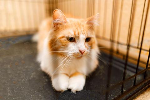 В дар кошку. Самый ласковый в мире молодой котик Рон ищет дом и доброе сердце. Фото2