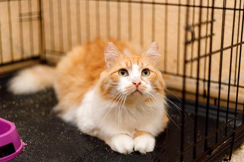 В дар кошку. Самый ласковый в мире молодой котик Рон ищет дом и доброе сердце. Фото3