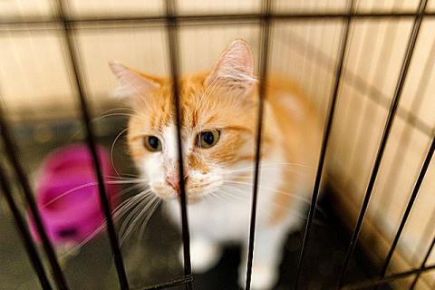 В дар кошку. Самый ласковый в мире молодой котик Рон ищет дом и доброе сердце. Фото4