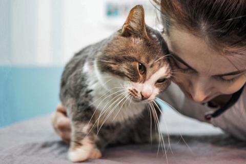 В дар кошку. Маркиз, котик из Вашего детства в добрые руки. Фото2