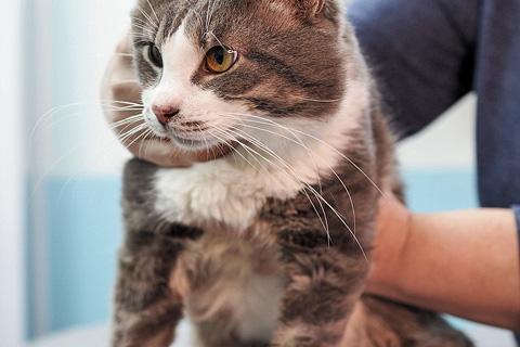 В дар кошку. Маркиз, котик из Вашего детства в добрые руки. Фото3
