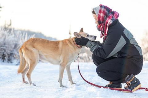 В дар собаку. Самый лучший компаньон, добрая, спокойная собачка Бренди в добрые. Фото4