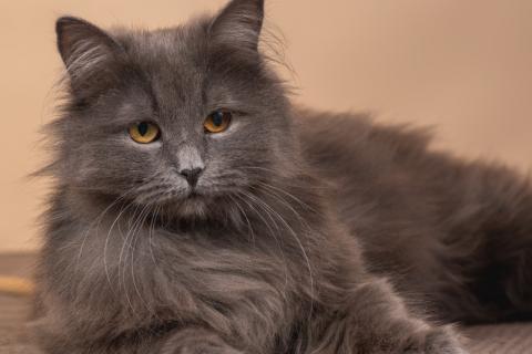 В дар кошку. Роскошная русская голубая Милиса в добрые руки. Фото2