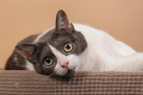 В дар кошку. Ручная «совушка» кошка Любава в добрые руки. Фото2