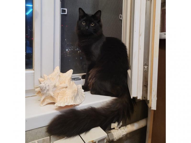 В дар кошку