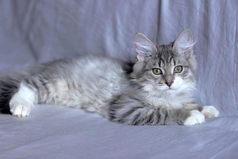 В дар кошку. Маленькое чудо Пушок, милейший серо-дымчатый котенок в добрые рук. Фото4