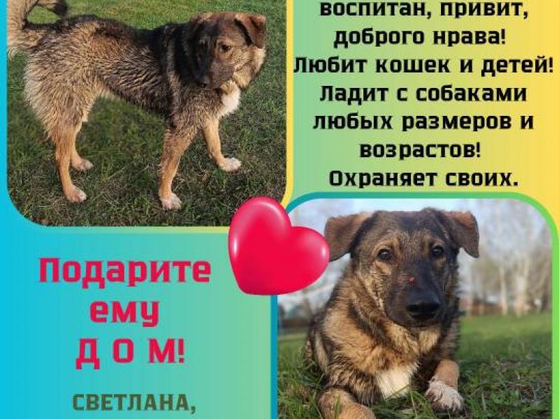 В дар собаку