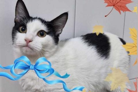 В дар кошку. Ласковее кота Вы не найдете точно!. Фото1