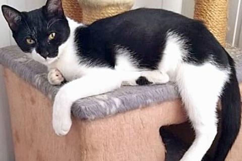 В дар кошку. Плюшевое мурчащее счастье, милый котик-подросток Тимоша ищет дом. Фото1