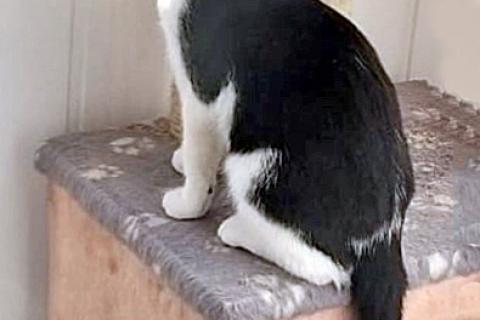 В дар кошку. Плюшевое мурчащее счастье, милый котик-подросток Тимоша ищет дом. Фото4