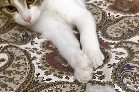 В дар кошку. Нежная, трогательная кошечка-подросток Ника в добрые руки. Фото2