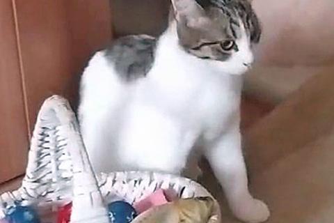 В дар кошку. Нежная, трогательная кошечка-подросток Ника в добрые руки. Фото3