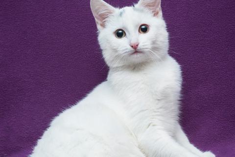 В дар кошку. Белый котенок Белочка в добрые руки. Фото1