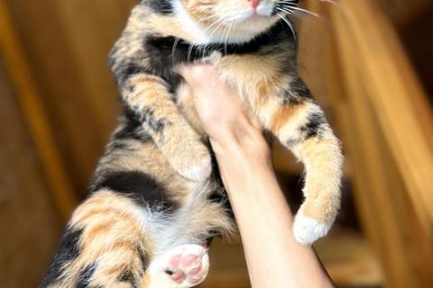 В дар кошку. Черепаховая малышка Муля, ласковый котенок-подросток ищет дом. Фото4