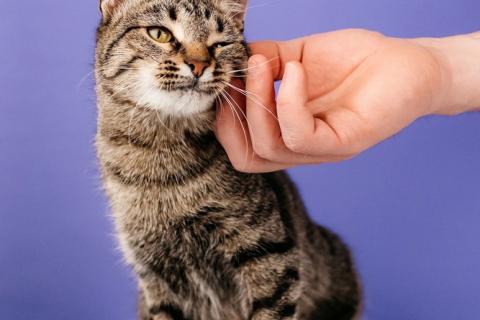 В дар кошку. Ручная Супер-кошь Тома. Фото4