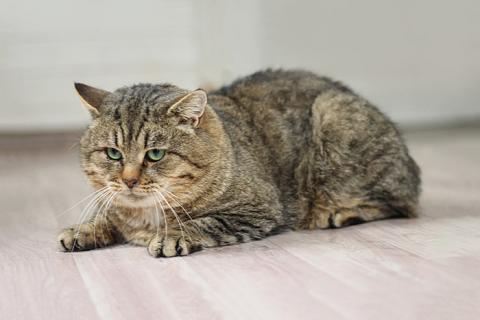 В дар кошку. Роскошный полосатый котик Зевс ищет дом и доброе сердце. Фото3