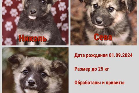 В дар собаку. Бесподобные пушистики, ласковые крошки-щенки в добрые руки. Фото2