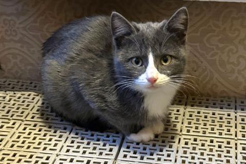 В дар кошку. Ласковый, доверчивый и умный котенок Мурзик в добрые руки. Фото2