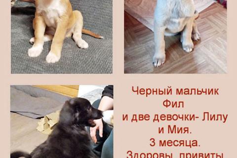 В дар собаку. Очаровательные крошки-щенки Мия, Лилу и Фил в добрые руки. Фото1