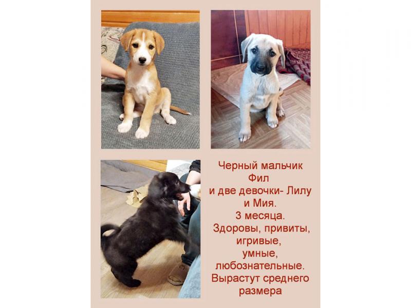 В дар собаку