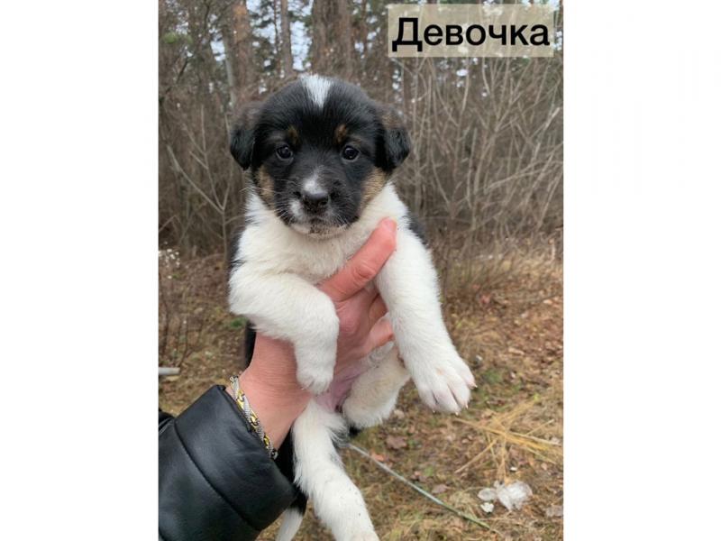 В дар собаку